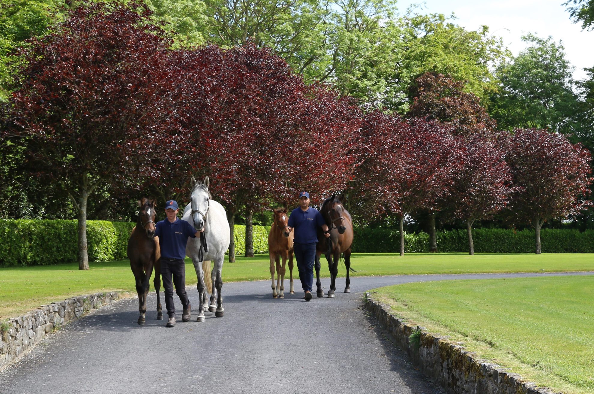 Marlhill House Stud Launches New Website