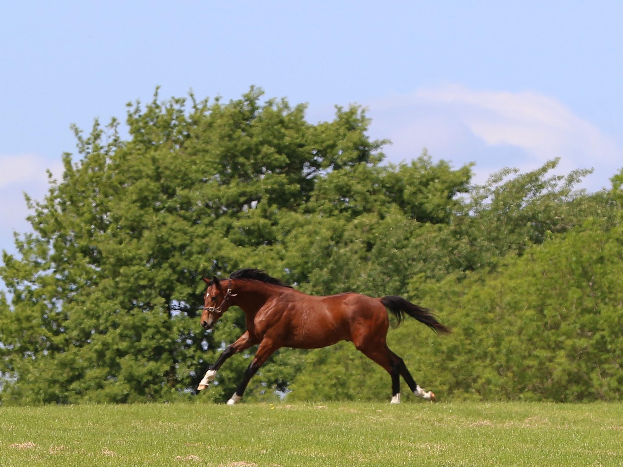 Marlhill Homebred Poker Face Wins Group 3 in Deauville