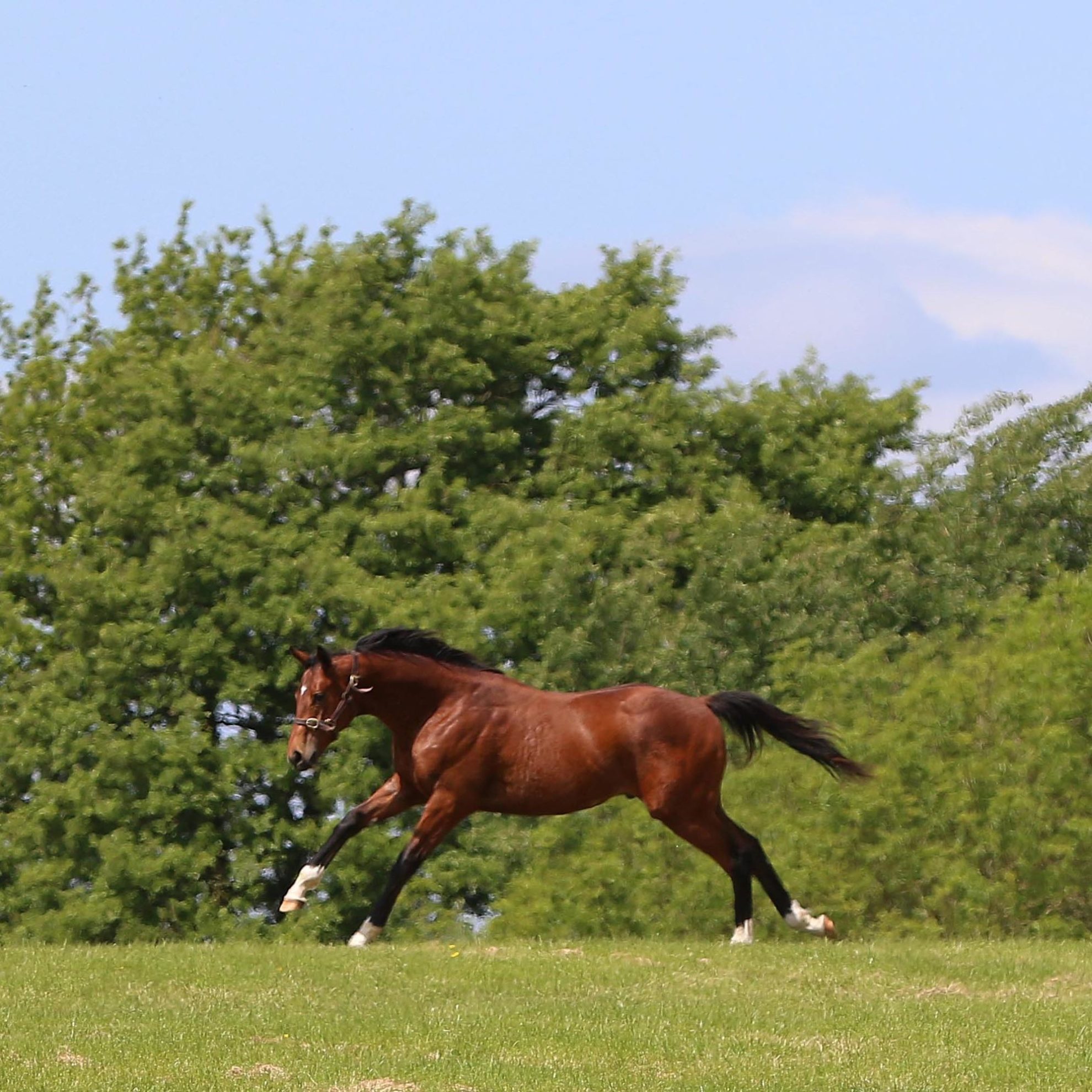 Sporting Prowess Lives On At Marlhill House