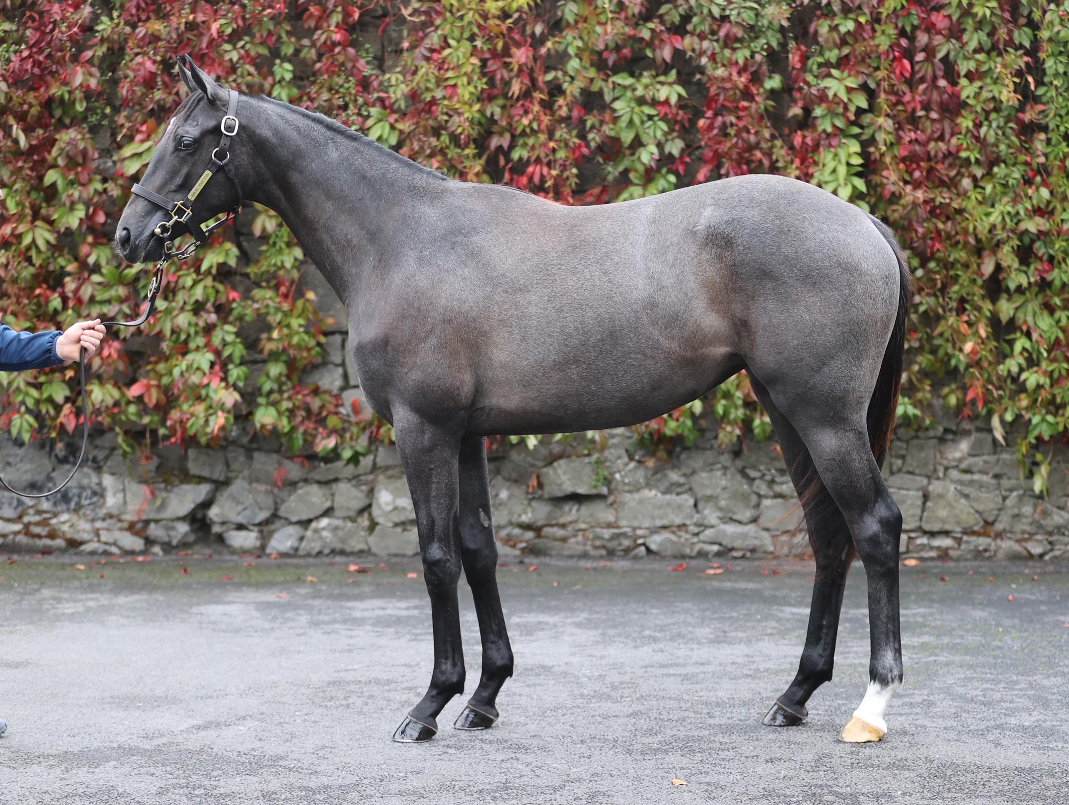 Lot 294 (Goffs)