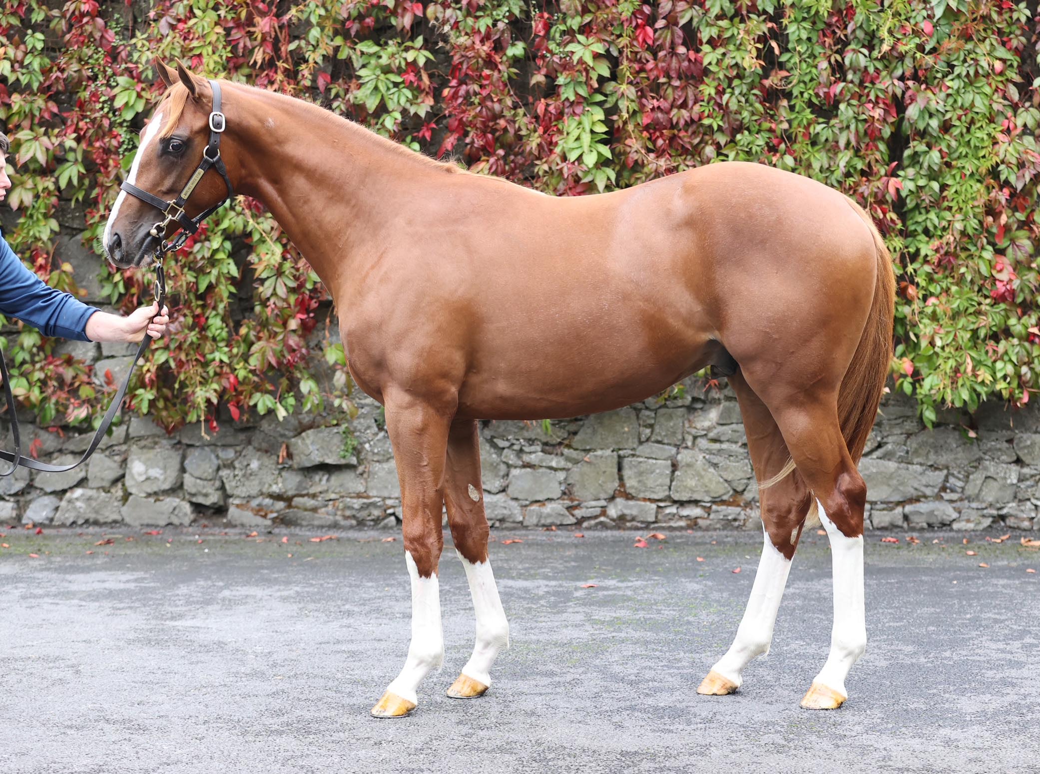 Lot 53 (Goffs)