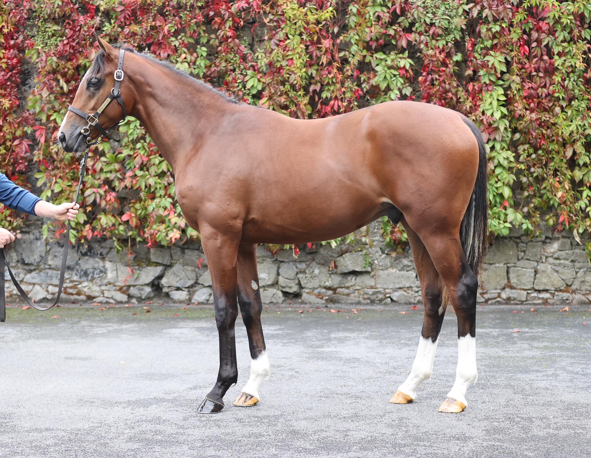 Lot 762 (Tattersalls)