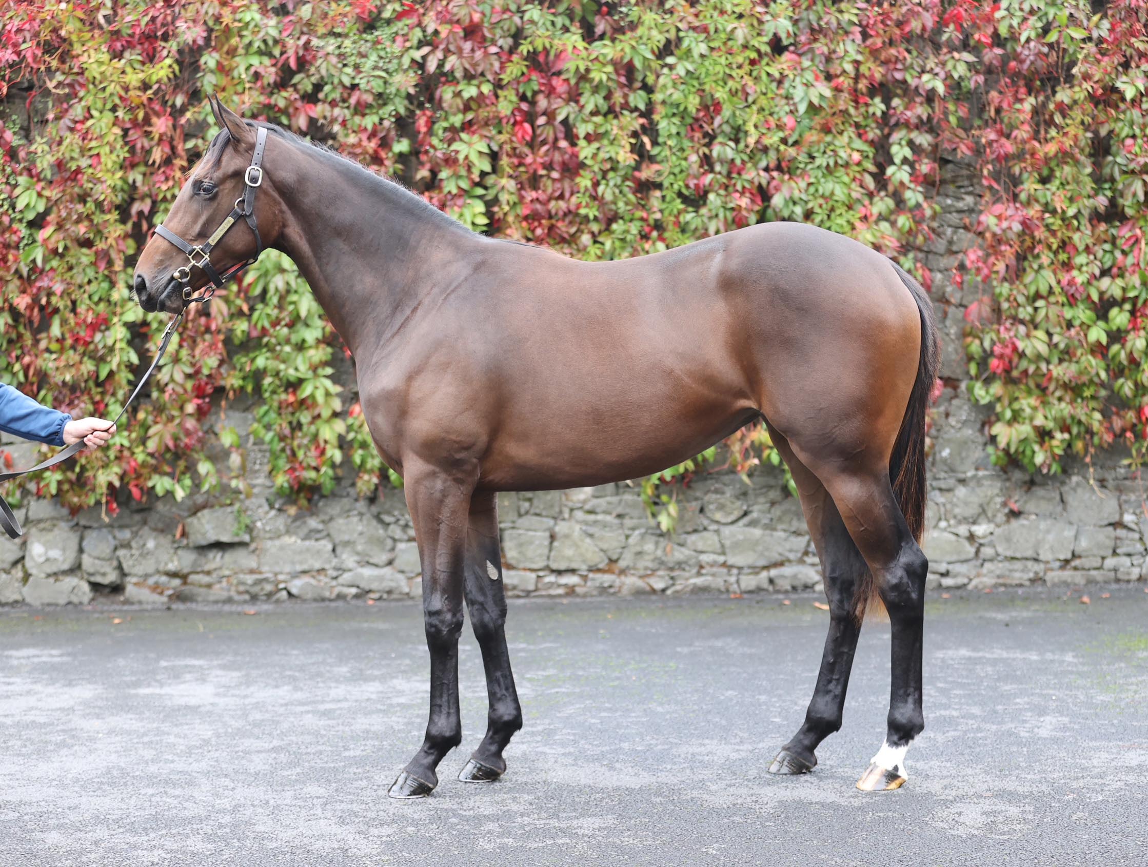 Lot 259 (Tattersalls)