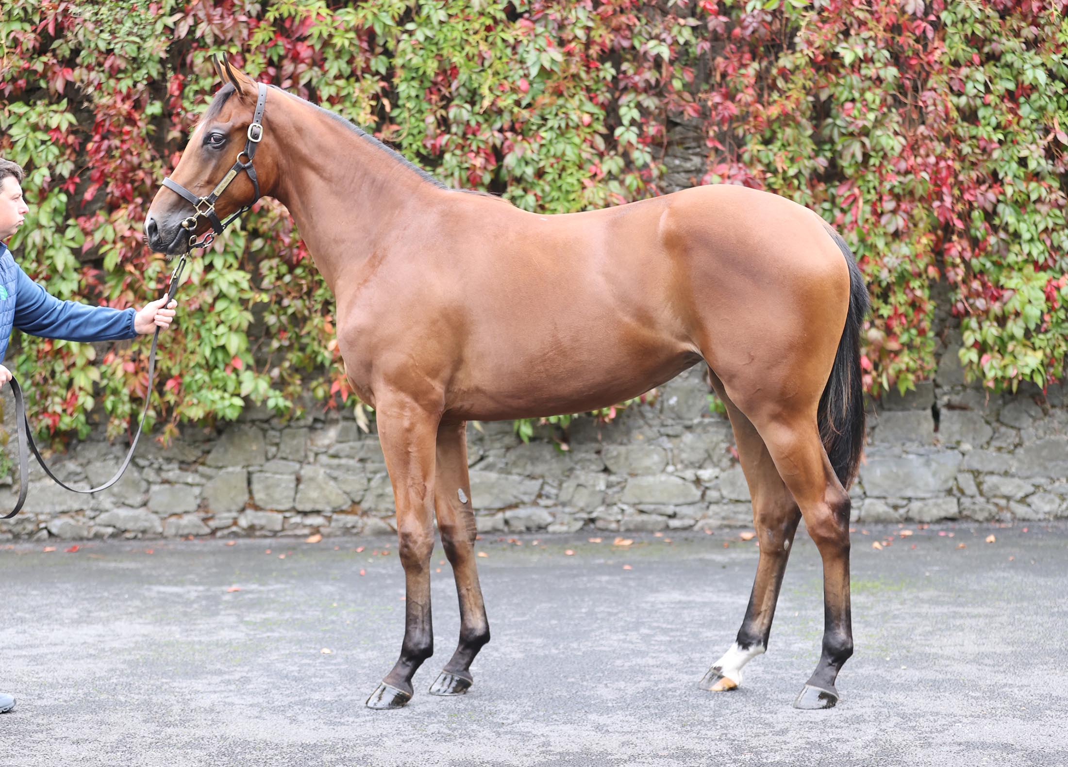 Lot 87 (Goffs)