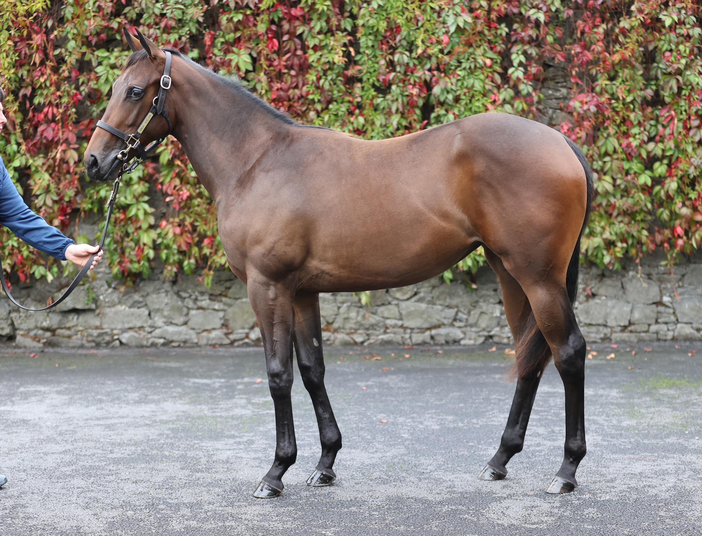 Lot 724 (Tattersalls)