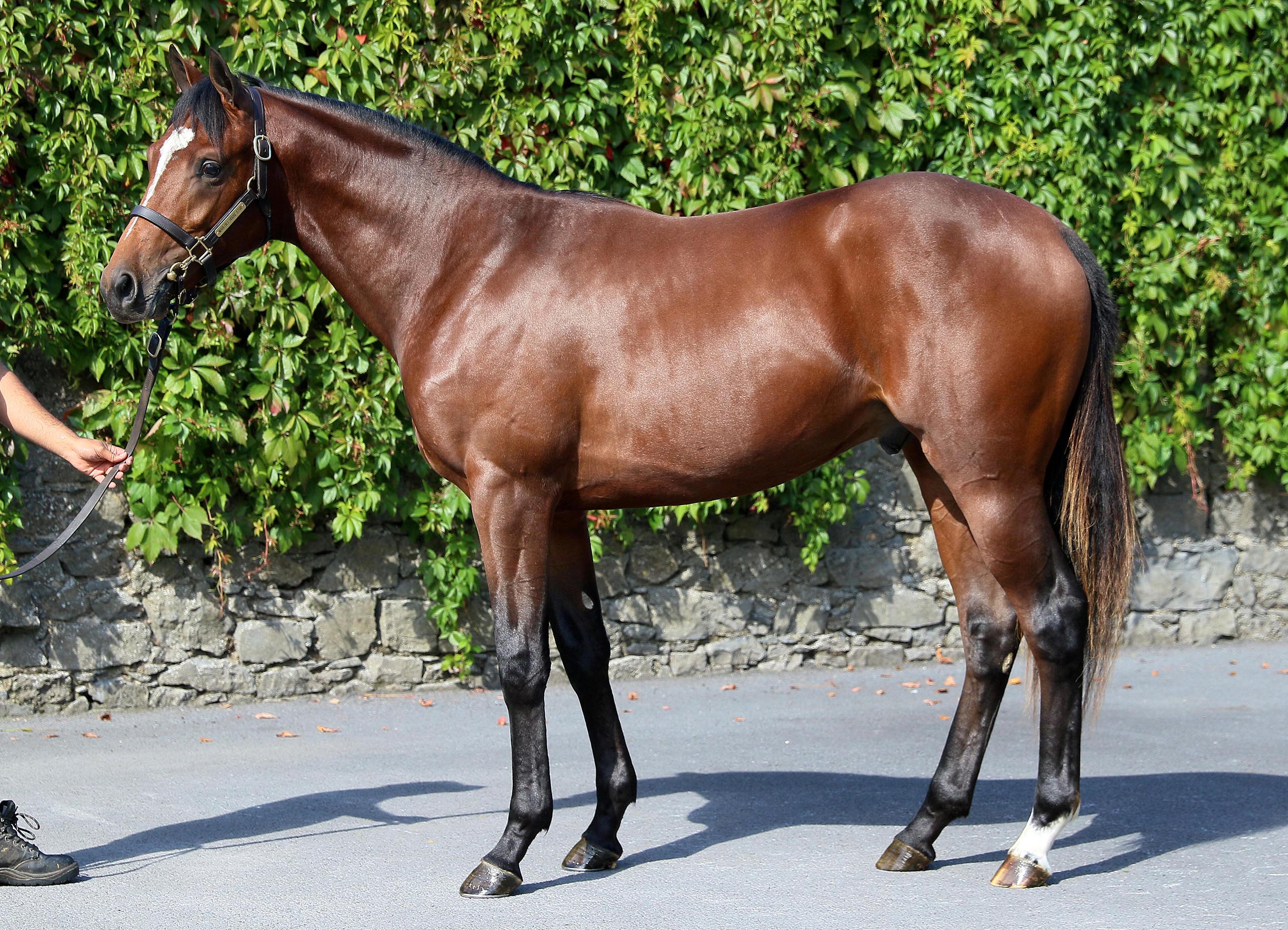 Lot 351 (Goffs)