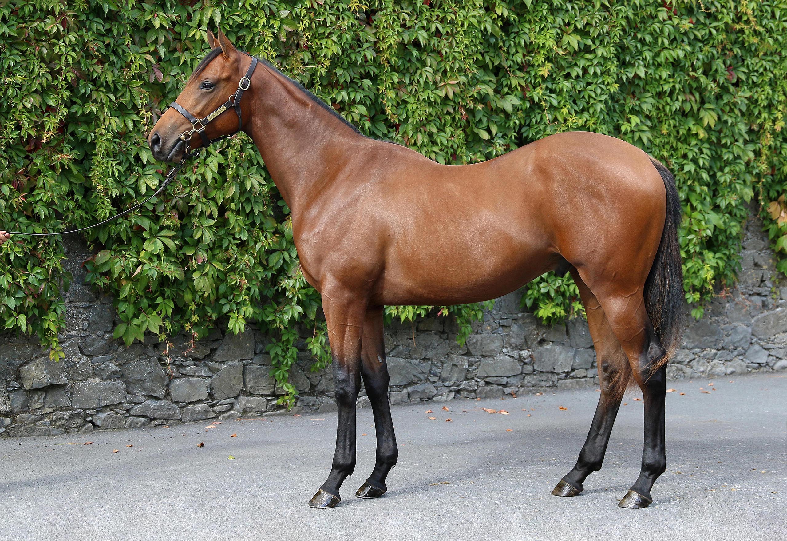 Lot 403 (Goffs)
