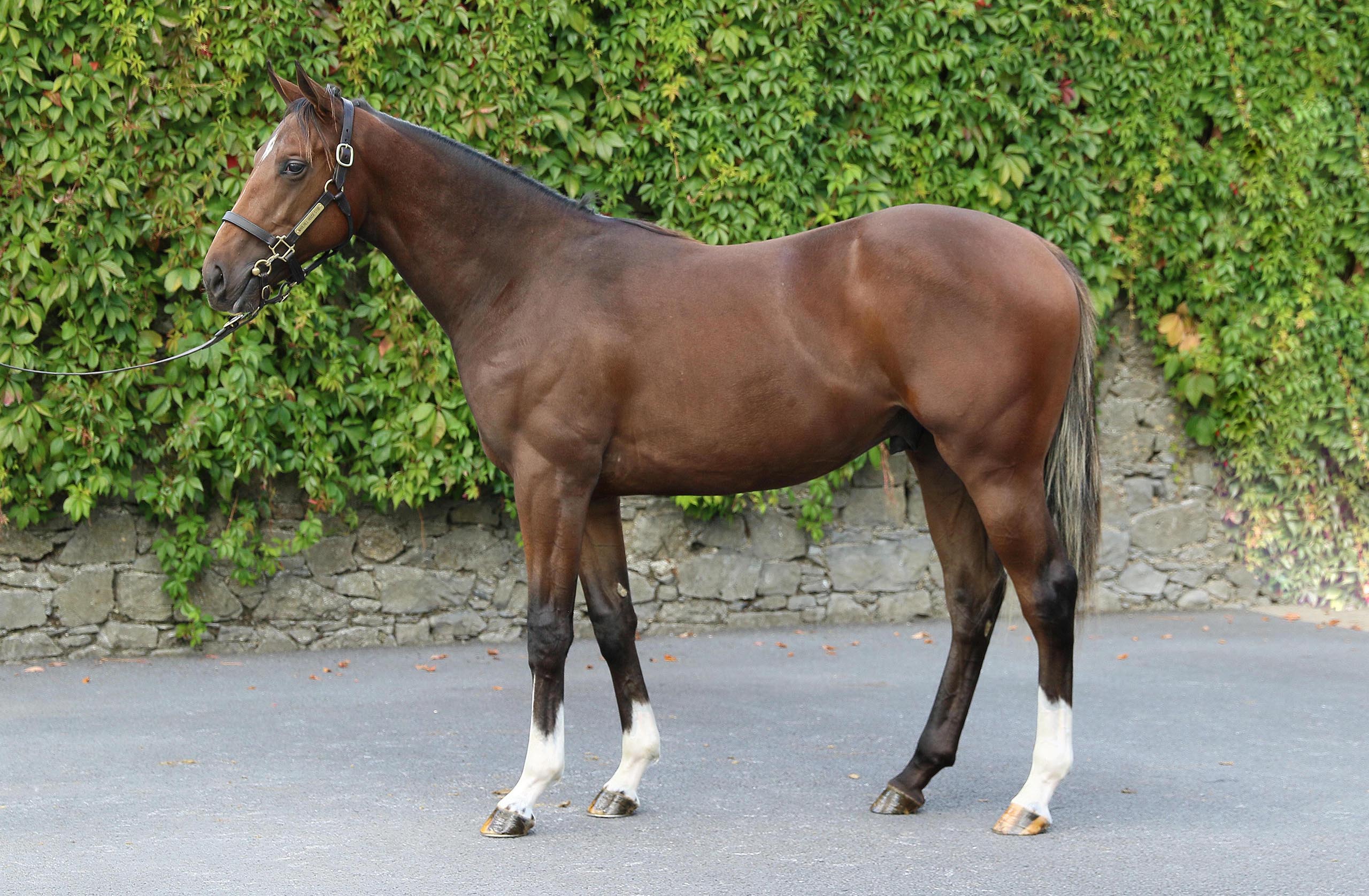 Lot 152 (Tattersalls)