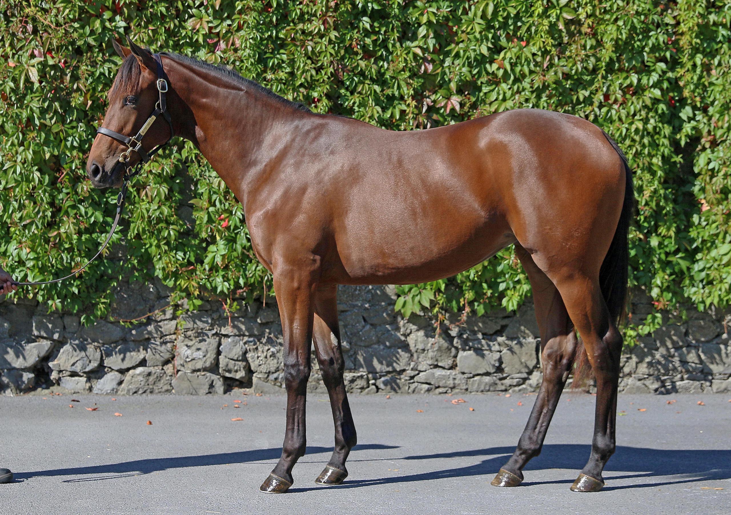 Lot 184 (Goffs)