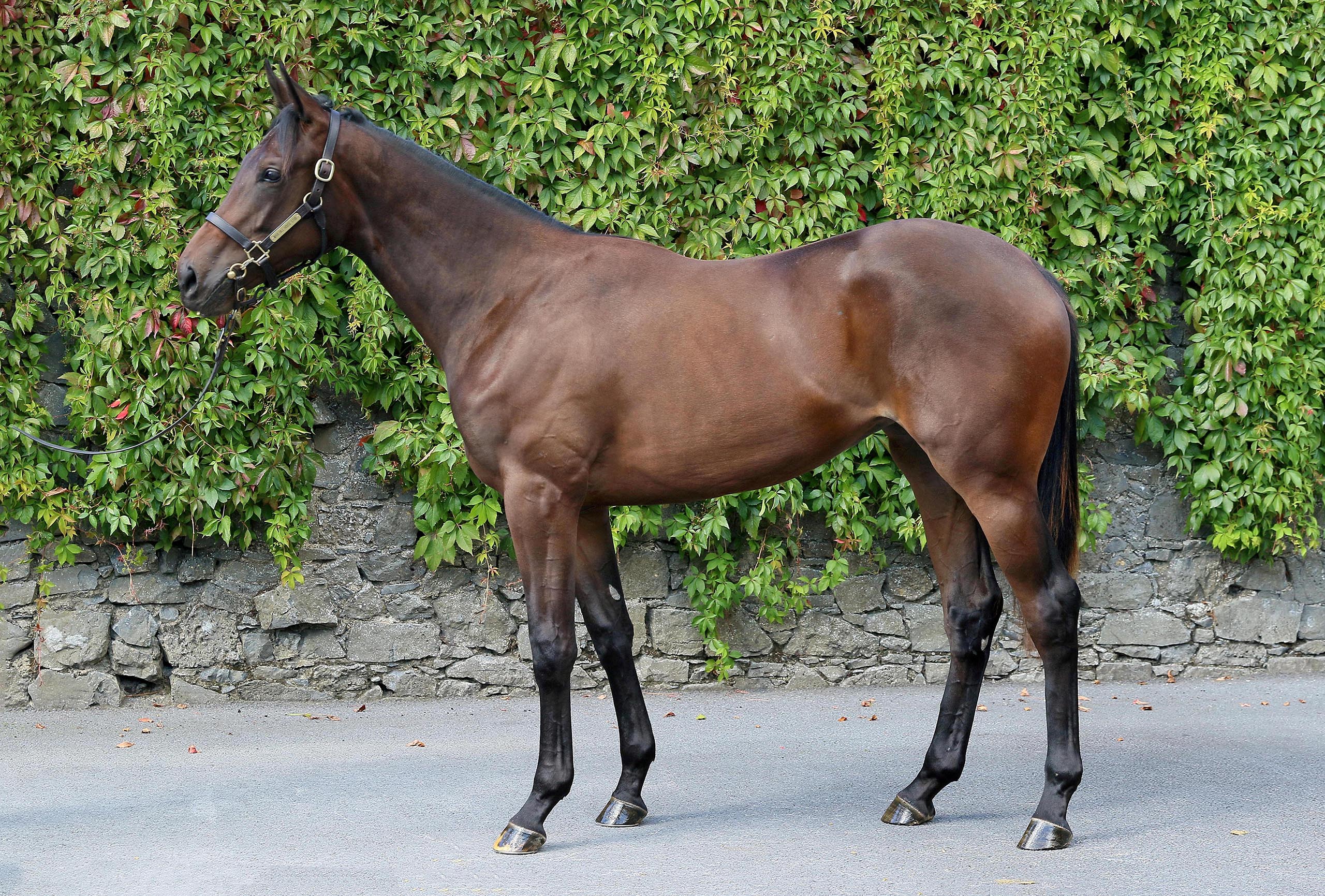 Lot 207 (Tattersalls)