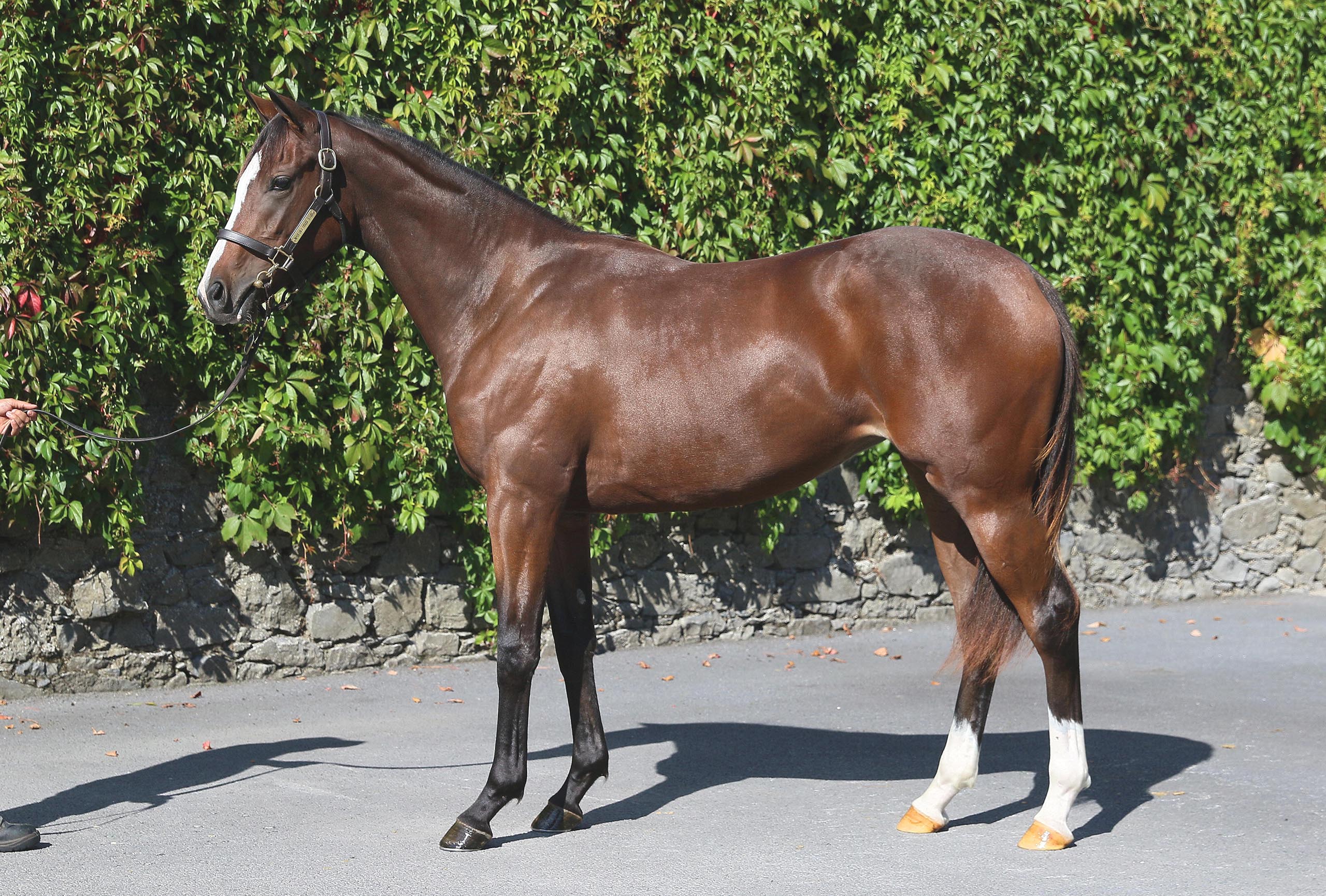 Lot 219 (Goffs)