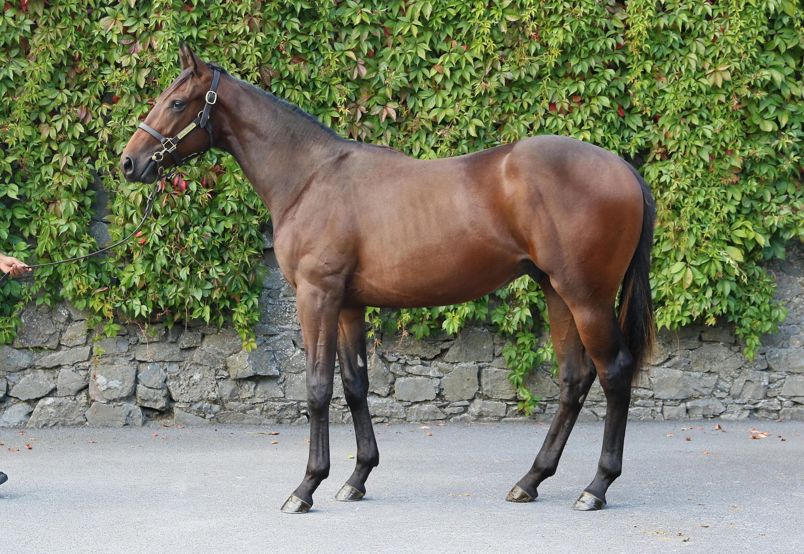 Lot 907 (Tattersalls)