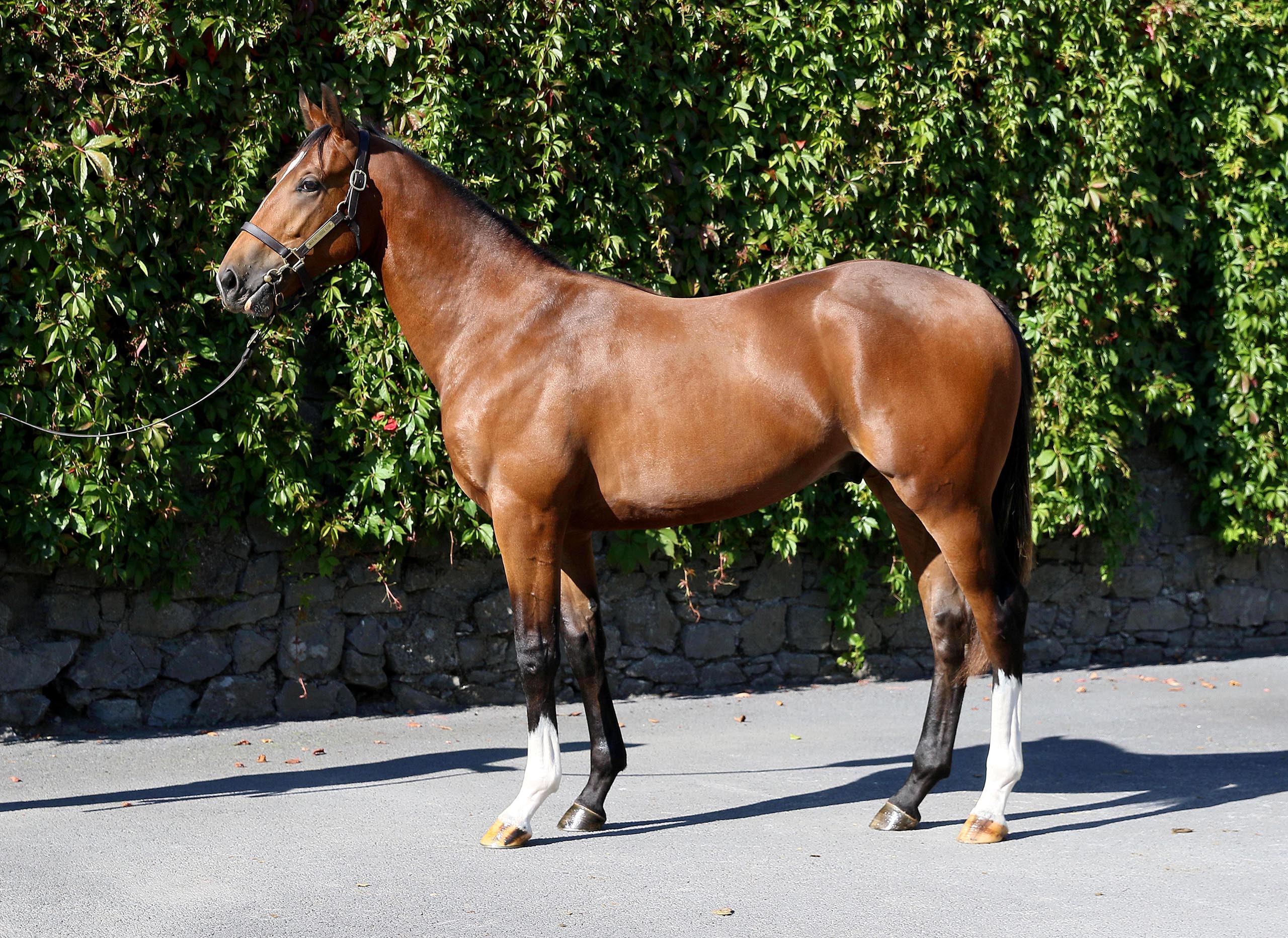Lot 938 (Tattersalls)