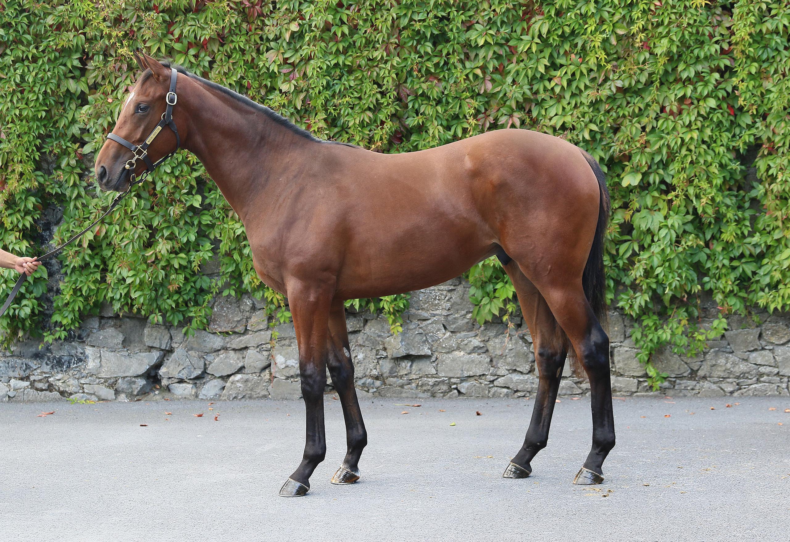 Lot 271 (Goffs)