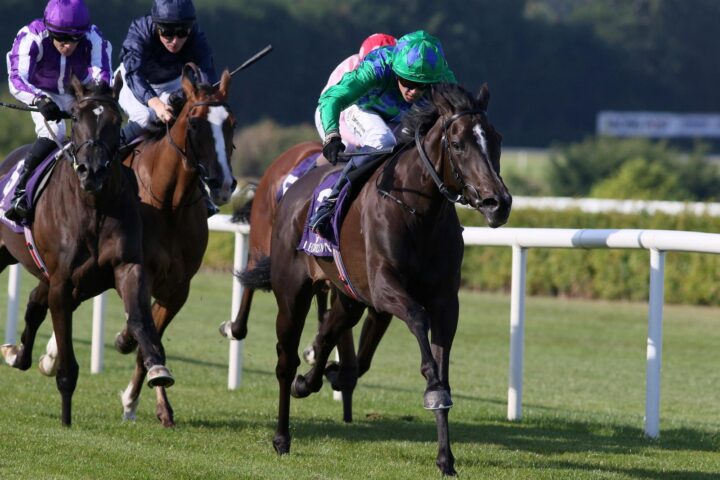 Homebred Bellesque looks exciting at Leopardstown