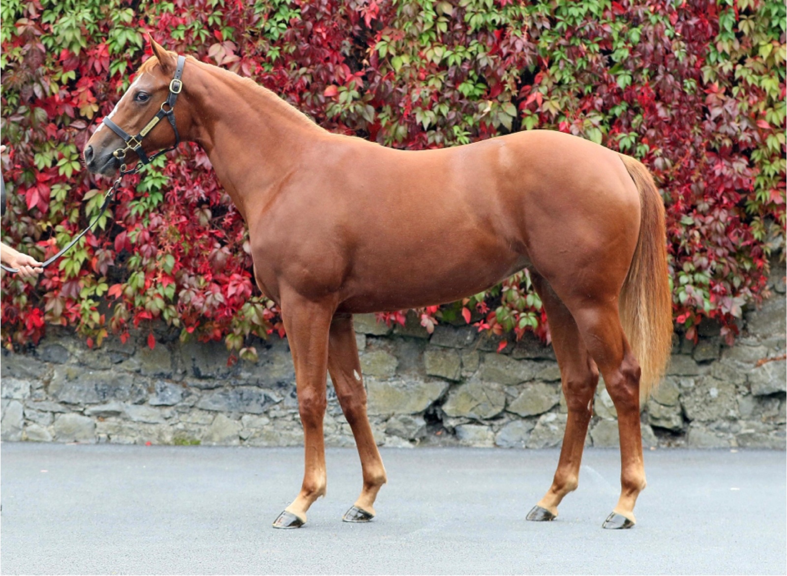 Lot 387 Goffs Orby Sale