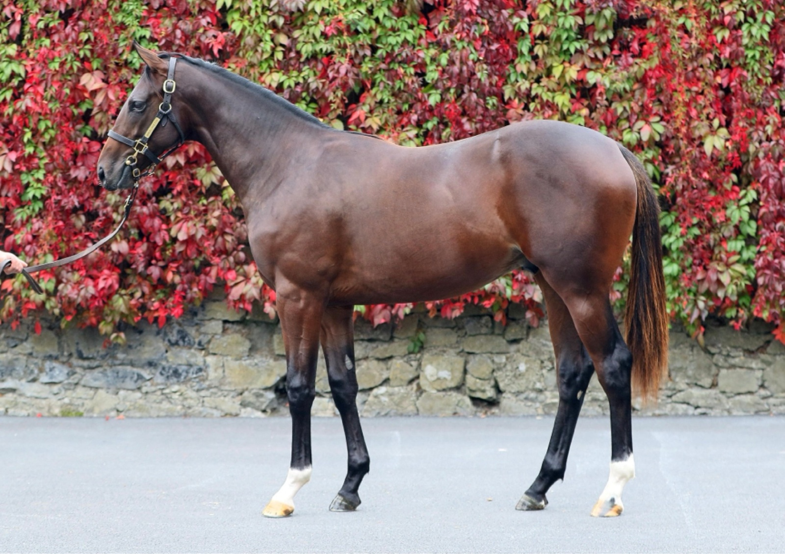 Lot 449 Goffs Orby Sale
