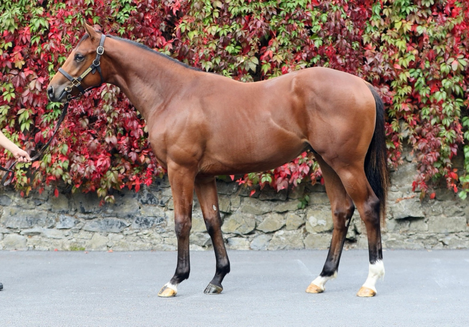 Lot 241 Goffs Orby Sale