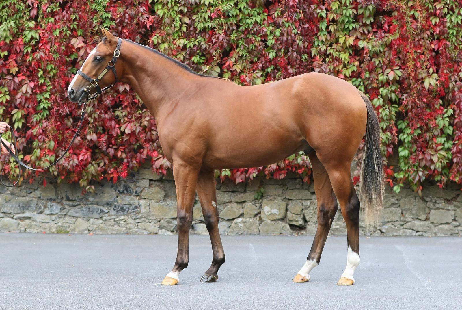 Lot 260 Tattersalls October Book 1