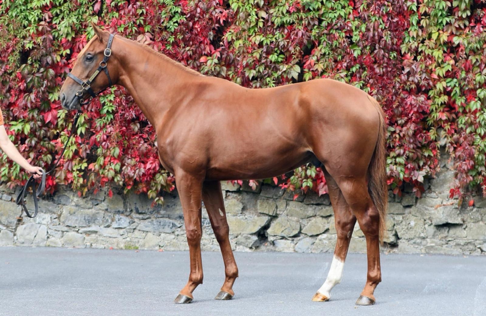 Lot 706 Tattersalls October Book 2