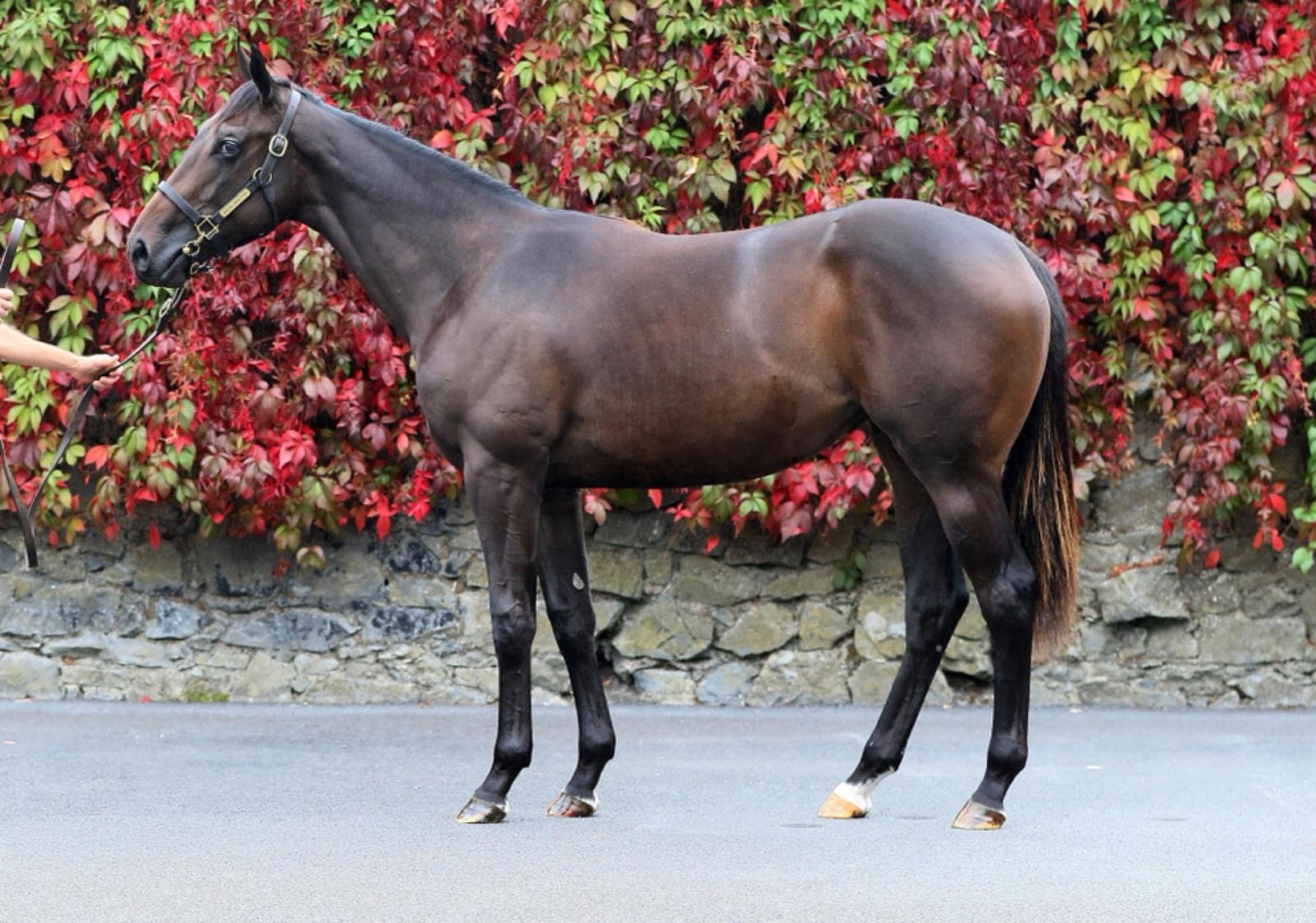Lot 829 Tattersalls October Book 2