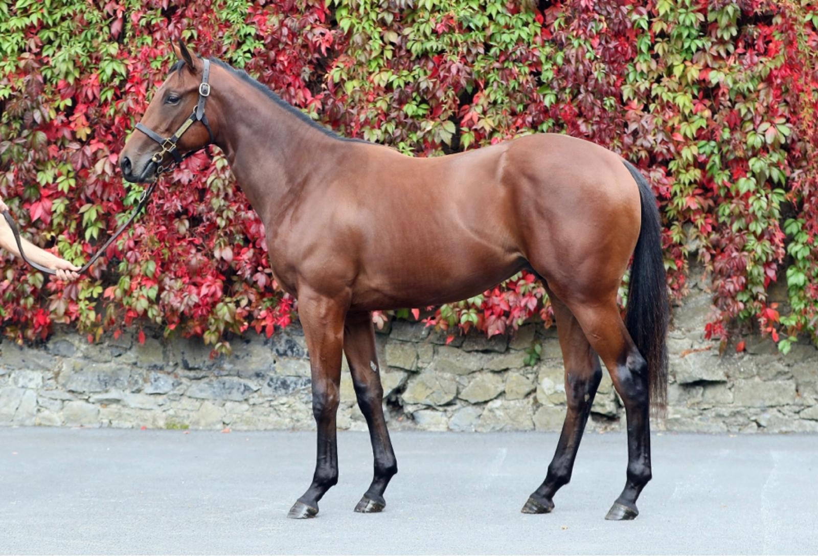 Lot 910 Tattersalls October Book 2