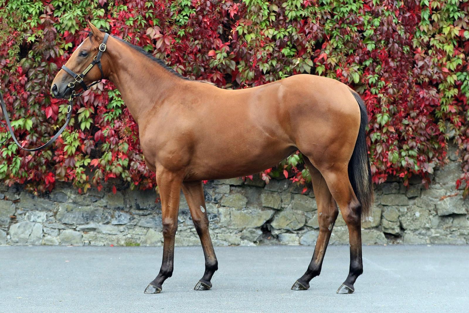 Lot 684 Tattersalls October Book 2