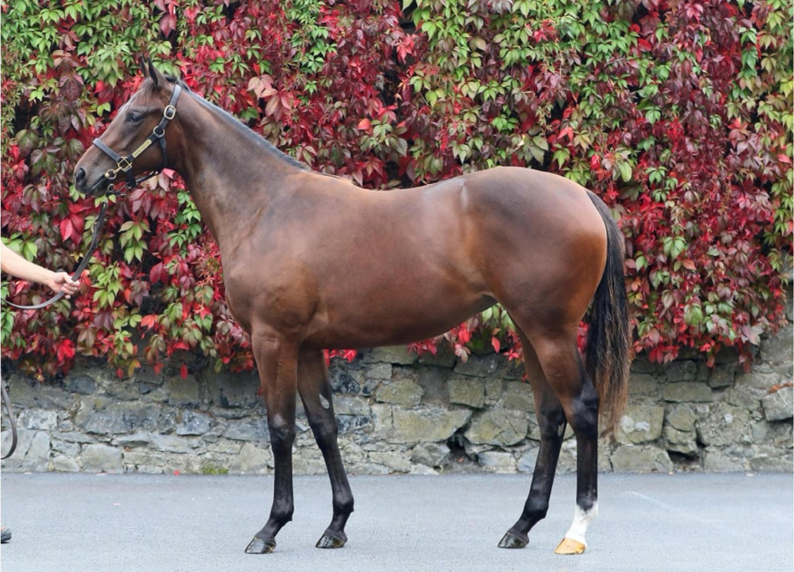 Lot 92 Tattersalls October Sale Book 1
